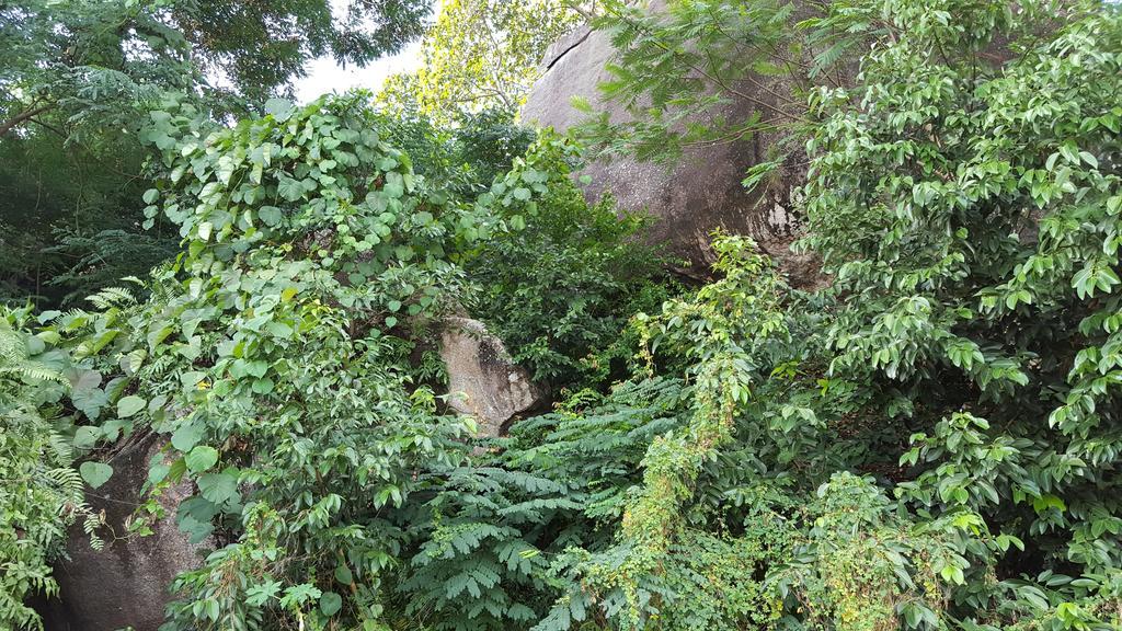 Villa Kayola - Self Catering Pointe La Rue Εξωτερικό φωτογραφία